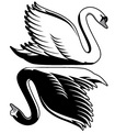   Swan